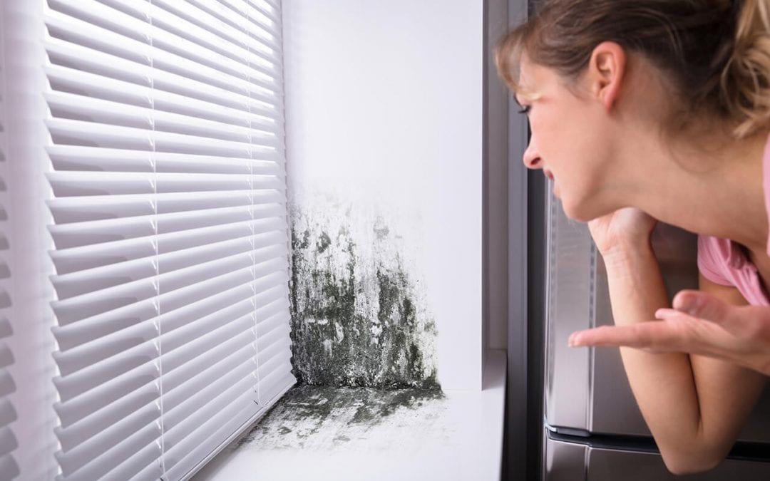 prevent mold growth at home